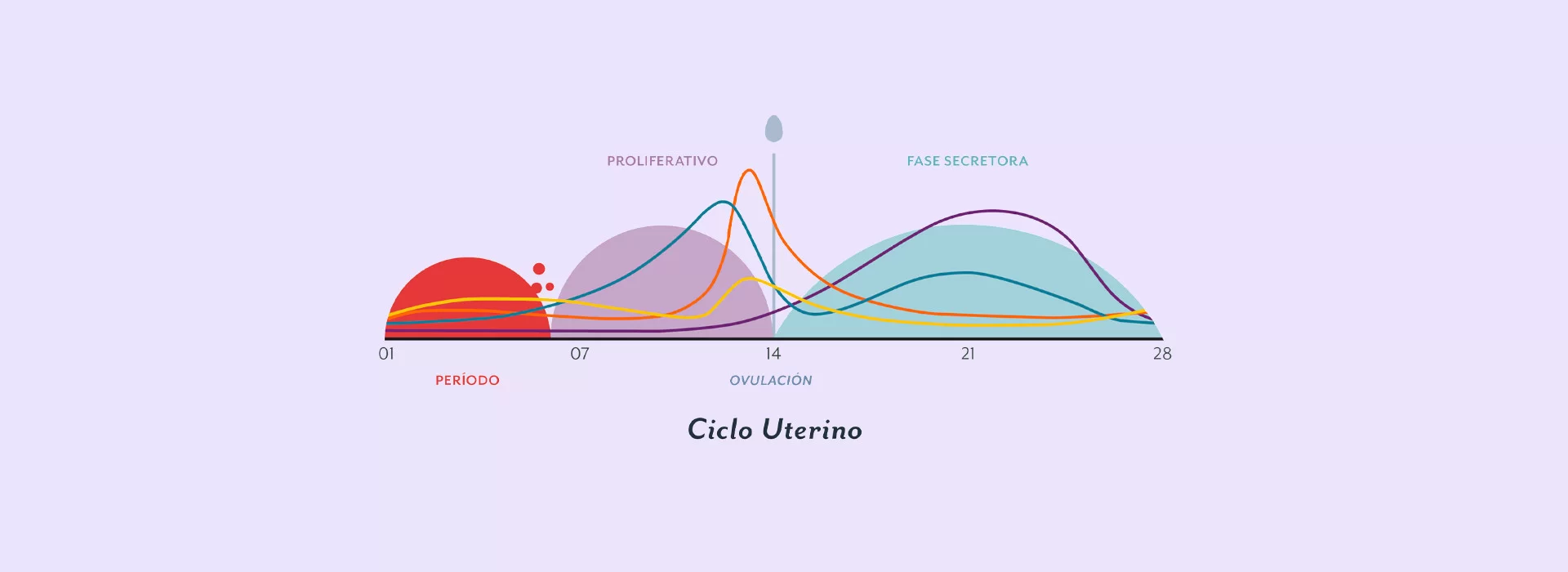 ¿Cuándo será mi próxima menstruación?  - Íntima Ecuador