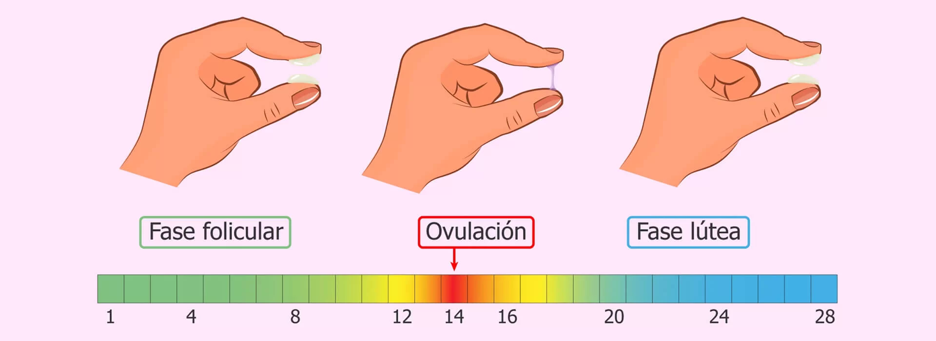 ¿Cuándo será mi próxima menstruación?  - Íntima Ecuador